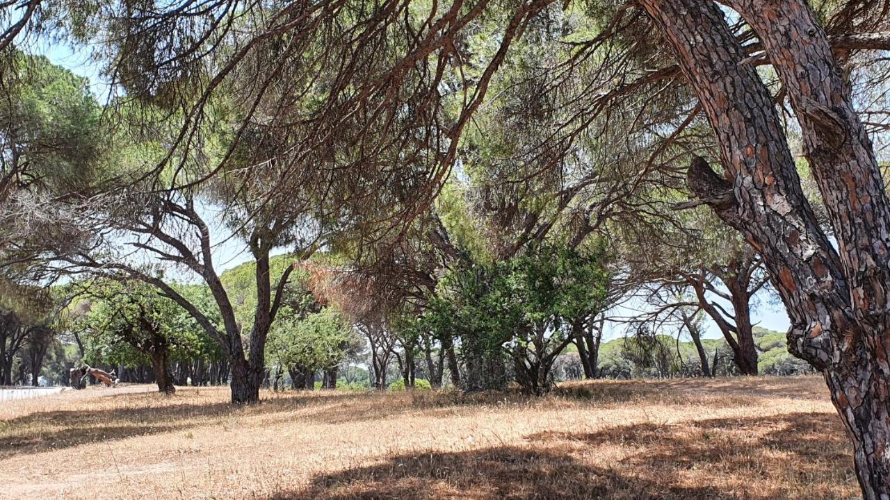 Villa Dunes 350M From The Sandy Beach Kalogria  Dış mekan fotoğraf
